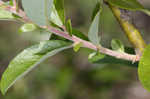 Prairie willow